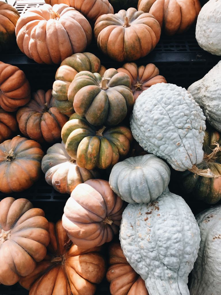 Fall Activity Ideas